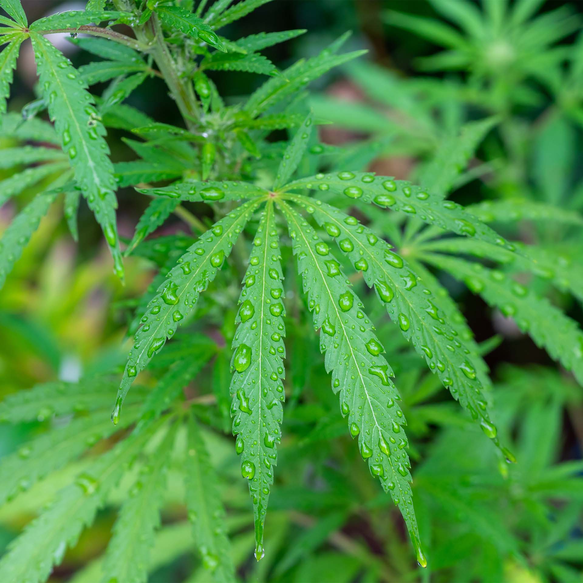 bettwaesche lotus hanf image f e - Lotus Bettwäsche Hanf - A2Z Home