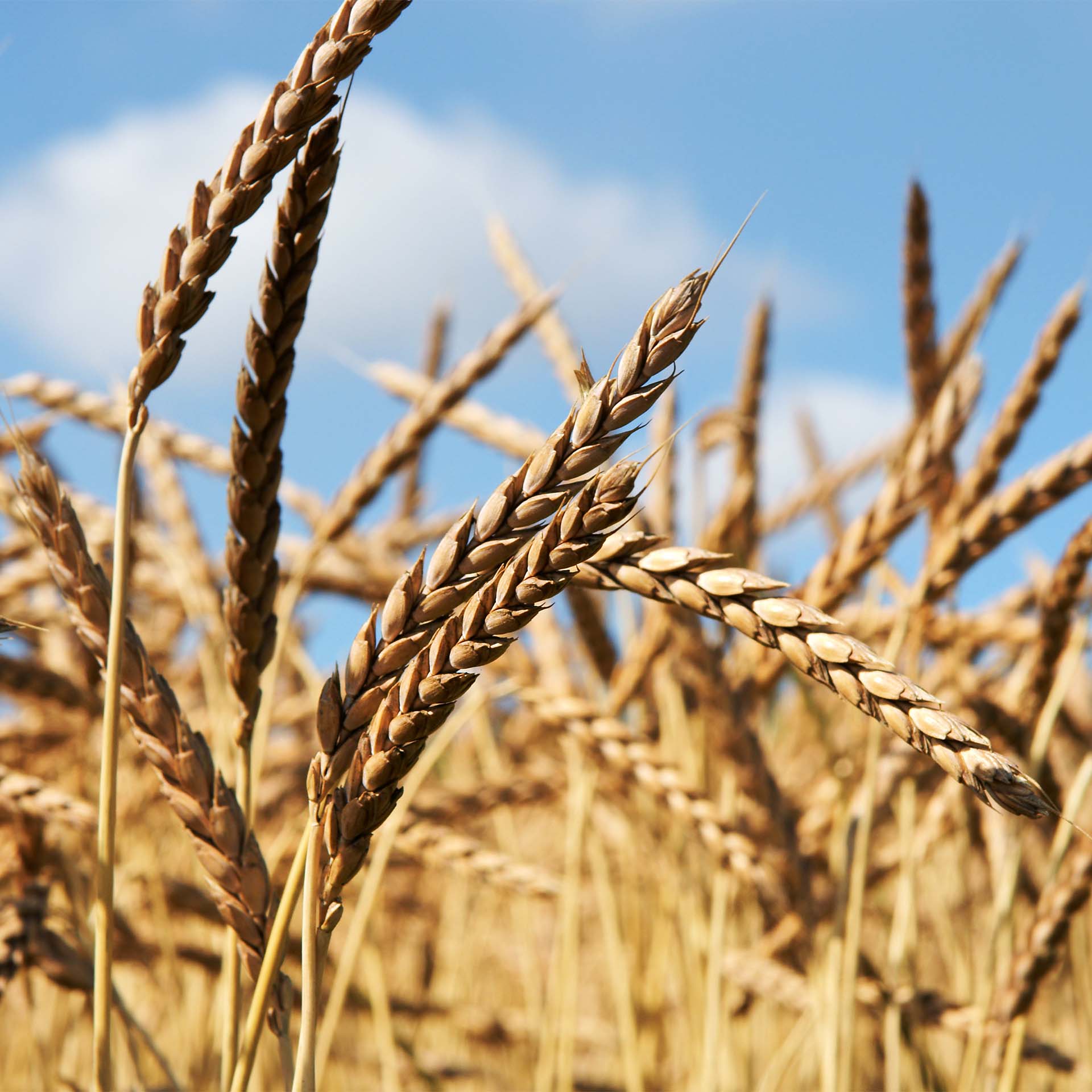 erzstef kissen natur dinkel image - Erzstef Dinkelspelz Kissen - A2Z Home