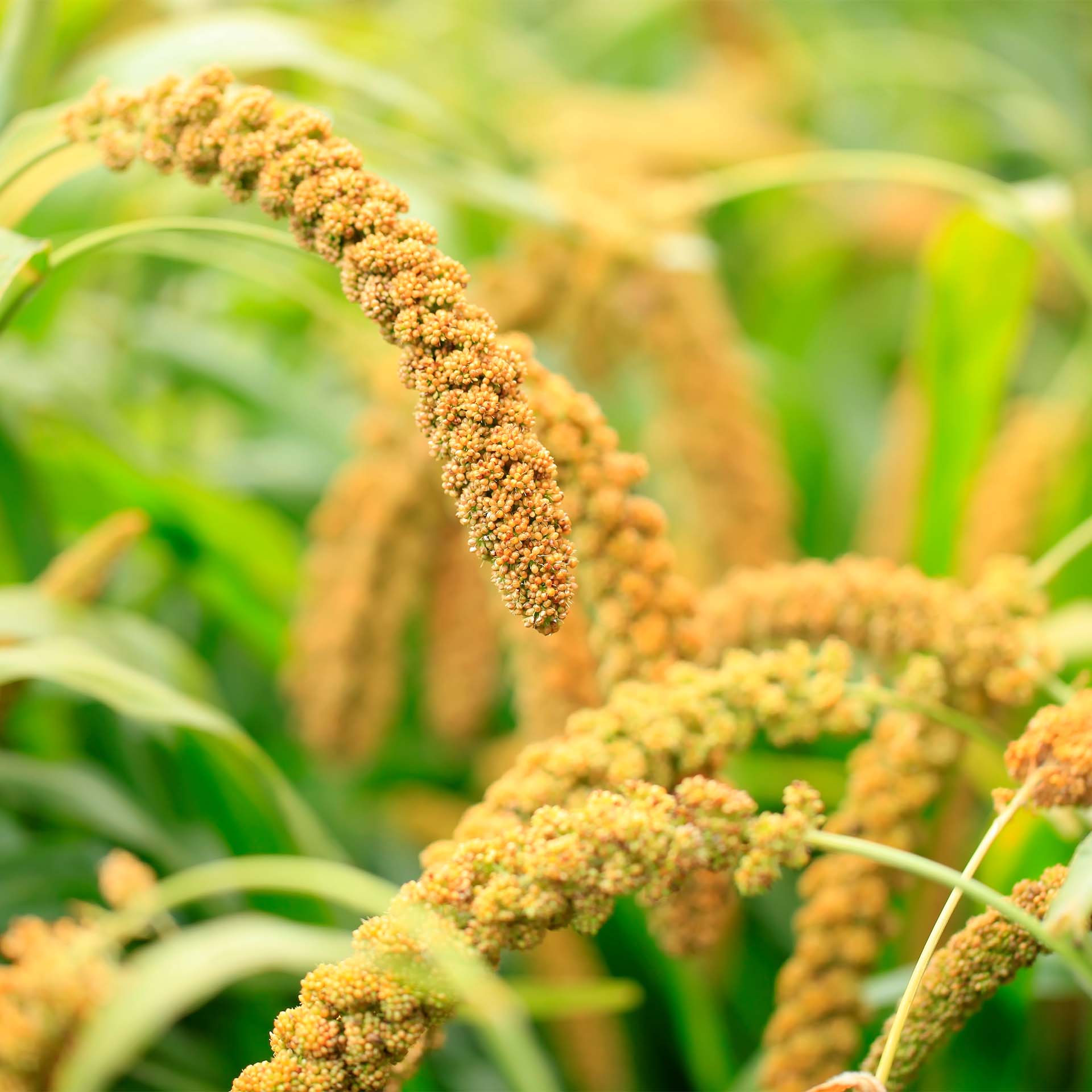 erzstef kissen natur hirse image - Erzstef Hirseschalen Kissen - A2Z Home